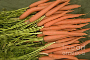Organic Carrots With Greens Photograph by Inga Spence