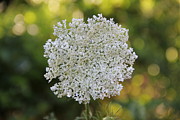 Queen Anne's Lace Photograph by Allen Nice-Webb