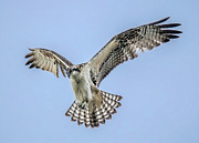 Osprey Photograph by Carl Olsen
