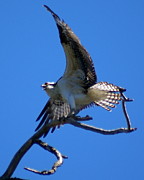 Osprey in Flight Photograph by Ben Upham III Osprey in Flight Photograph by Ben Upham III