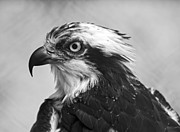 Osprey monochrome portrait Photograph by Flees Photos
