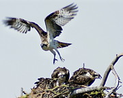 Osprey Nest Photograph by Ben Upham III