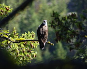 Osprey on Branch Photograph by Ben Upham III Osprey on Branch Photograph by Ben Upham III