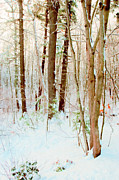 Our Backyard After the Snow Photograph by Anita Pollak