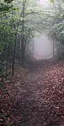 Out of the Fog Photograph by Scott Heister