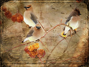 Out on a Limb Photograph by Linda Lee Hall