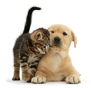 Over Friendly Kitten Photograph by Warren Photographic