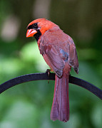 Over the shoulder Photograph by Karen Smale
