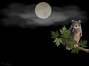 Owl Digital Art by Terri Mills