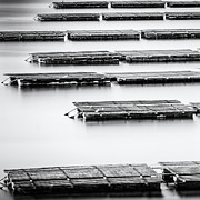 Oyster Farm Photograph by Tony Locke