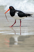 Oystercatcher 03 Photograph by Werner Padarin Oystercatcher 03 Photograph by Werner Padarin