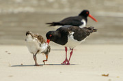 Oystercatcher 06 Photograph by Werner Padarin Oystercatcher 06 Photograph by Werner Padarin