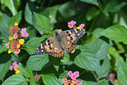 Painted Lady Butterfly Photograph by Aimee L Maher ALM GALLERY Painted Lady Butterfly Photograph by Aimee L Maher ALM GALLERY