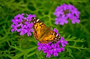 Painted Lady on Purple Verbena Photograph by Michael Tidwell