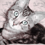 Pastel Bengal Kitten Digital Art by Alicia Hollinger