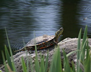 Painted Turtle Photograph by Ben Upham III
