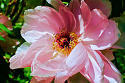 Painted Velvet Petals Photograph by Mike Smale