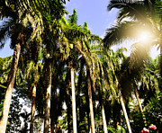 Palm Trees under the Jamaican Sun Photograph by Patricia Awapara