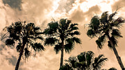 Palms Against the Sky Photograph by Frank Mari