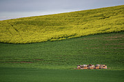 Palouse Bee Hives Photograph by Paul Freidlund
