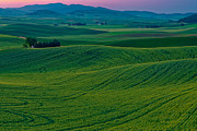 Palouse 10 Photograph by Thomas Hall