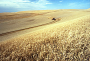 Palouse Wheat Photograph by USDA and Photo Researchers