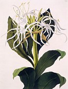 Pancratium Speciosum Painting by Mrs Edward Bury
