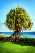 Pandanus Tree Photograph by Kelley King