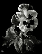 Pansy in Black and White Photograph by Endre Balogh