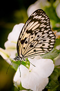 Paper Kite on White Photograph by Ana V Ramirez