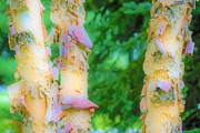 Paper thin Bark Photograph by Merle Grenz