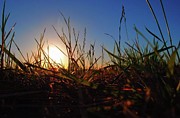 Pasture Sunset Photograph by Jerry Sodorff