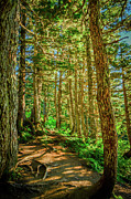 Path in the Trees Photograph by Jason Brooks Path in the Trees Photograph by Jason Brooks