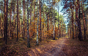 Pathway in the autumn forest Photograph by Dmytro Korol