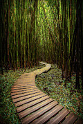 Pathway to Zen Photograph by Ryan Smith
