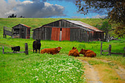 Peaceful Cows Photograph by Harry Spitz