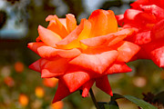 Peach Rose Beauty Photograph by DB Hayes