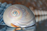 Peach Shell Photograph by Angela Murdock