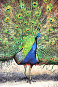 Peacock Photograph by Stacey Sather