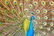 Peacock Strut Photograph by Dawna Moore Photography