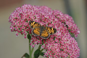 Pearl Crescent Butterfly on Autumn Glory Flowers Photograph by Robert E Alter Reflections of Infinity