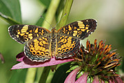 Pearl Crescent Butterfly on Coneflower Photograph by Robert E Alter Reflections of Infinity