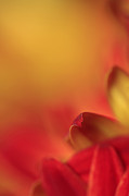 Peekaboo Photograph by Bob Cournoyer
