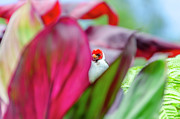 Peeking between the leaves Photograph by Daniel Murphy Peeking between the leaves Photograph by Daniel Murphy