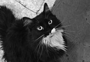 Peepers Photograph by Sandra Dalton