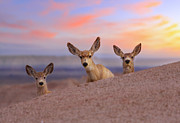 Peered Photograph by Kadek Susanto
