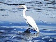 Pelican In It's Glory Photograph by Deborah Kunesh