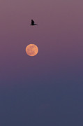 Pelican Over the Moon Photograph by Paul Rebmann