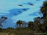 Pelican Posse Digital Art by Vincent Green