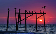 Pelican's Perch Photograph by DJA Images